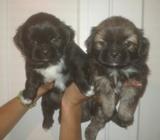 BETTY: LOS MÁS BELLOS TIBETANOS (LLAMADOS PEKINES) 76930613 52506841 