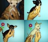 ***HERMOSOS CACHORROS CHIHUAHUAS, CON HISTORIA CLÍNICA*** 00262