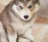 HUSKY SIBERIANO ¡UNA IMPONENTE BELLEZA! CACHORROS 00280