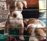   EXCLUSIVOS CACHORROS DE PITBULL EN VENTA  